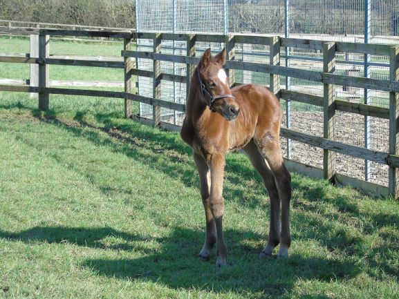 2021 colt by Ulysees